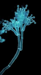 페니실리움 현미경 사진